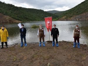 Manisa’da 72 bin pullu sazan balığı yavrusu suyla buluştu