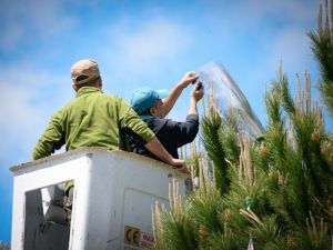 Çam fıstığındaki verim düşüklüğüne 10 proje ile çözüm aranıyor