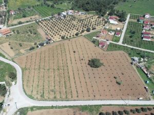 Buca’nın tüm arazileri tarımsal üretime açılıyor