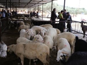 Bölgenin en eski hayvan pazarı hizmete açıldı