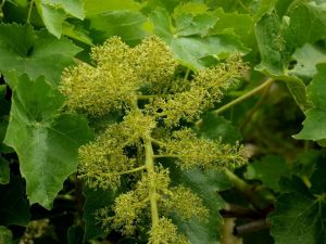 Manisa’nın afet bölgesi ilan edilmesi için başvuracaklar