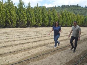 Kuşadası Belediyesi yerli fidelerle üretime başladı
