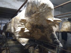 Yıllarca öğrenci yetiştirdi şimdi mantar yetiştiriyor