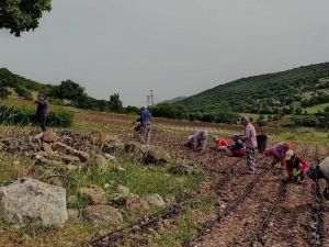 Manisa Büyükşehir Belediyesi 80 dekarlık araziye hayat verdi