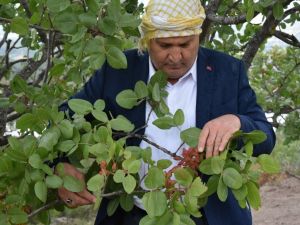 Manisa, Antep fıstığında 300 ton rekolte bekliyor