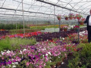Muğla yerel tohumdan sonra çiçek üretim merkezi oluyor