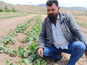 Turşuluk salatalıkta gecikme