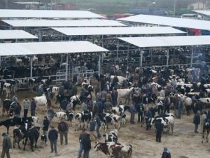 Ödemiş Hayvan Pazarı açılıyor