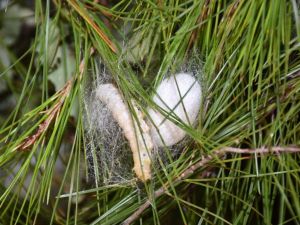 Saylak; “Kadın elinin değdiği her iş güzelleşiyor ve büyüyor”