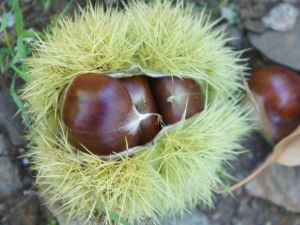 ‘Aydın kestanesi’ AB’den onay almak için son adımı attı