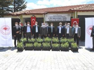 Hisarcık’ta çiftçilere 6 bin 475 Goji Berry fidanı dağıtıldı