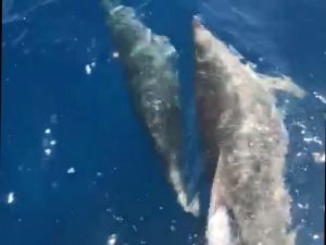 Marmaris Körfezinde Yunusların dansı