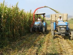 Ödemiş’te son yıllarda mısır üretimi artıyor