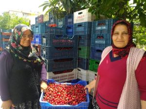 Avrupa’nın kirazı Selendi’den