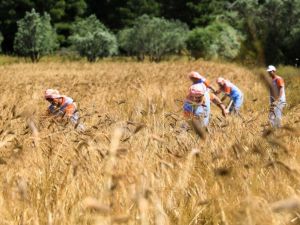 Karakılçık buğday hasadı başladı