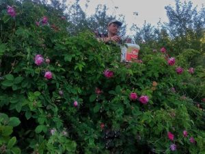 Şaphane’de ’’Gül reçeli’’ üretimi