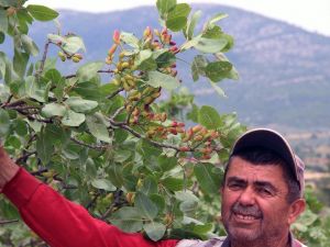 30 yıl sonra meyve verdi, burası Antep değil Muğla