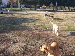 Vatandaş başıboş köpeklerden şikayetçi