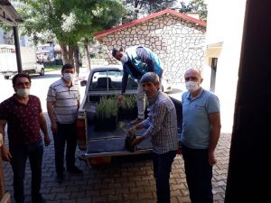 Simav’da Gojiberry üretimine fidan desteği