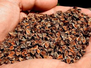 Çeşme’de ilk kez ekilen Karabuğday’ın yaygınlaştırılması hedefleniyor