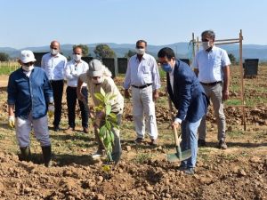 Avokado fidanları toprakla buluştu