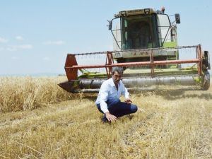Manisa’da buğday hasadı başladı