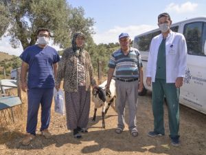 Büyükşehir’in Sakız Koyunu desteği sürüyor