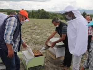 Gezgin arıcılar Emet’te buluştu