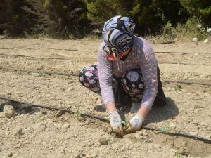 Kuşadası’nda 6 bin 500 yerli fide toprakla buluştu