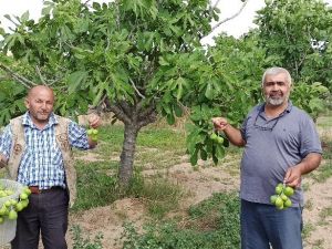 İncir ağaçlarında ilekleme dönemi