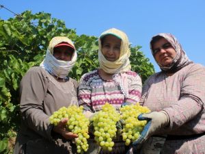 Üzüm işçilerinin yevmiye miktarı belli oldu