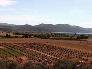 Fenerbahçe Yönetim Kurulu Üyesi Şahin, avokado üretmek için toprağa yöneldi