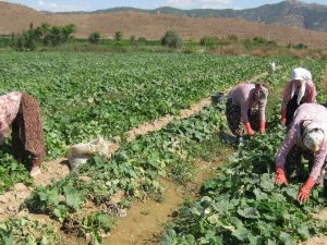 Korona salgını salatalığı olumsuz etkiledi