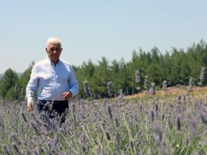 Büyükşehir’den üreticiye 32 bin 500 adet Aromatik bitki fidanı