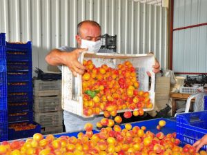 Şehzadeler’in kayısısı Malatya’ya rakip oldu