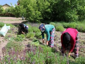 Karbasan köyü, Kütahya’nın adaçayı üretim merkezi oldu