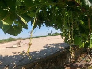 Manisa’da sam rüzgarı bağları vurdu