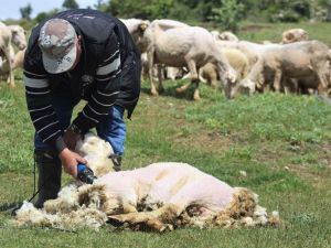 Kırkılan yünler hem çiftçiye hem sanayiciye gelir sağlıyor