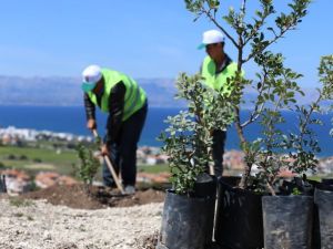 Sakız üretimi artık Yunanistan’ın elinden alınıyor