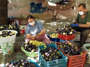 Havalar ısınınca ’Patlıcan Vadisi’ hareketlendi