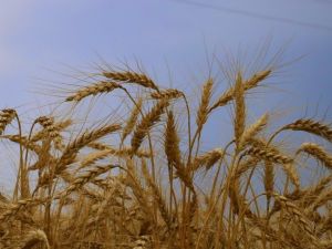 Belediyenin buğdayları ihtiyaç sahiplerine un oluyor