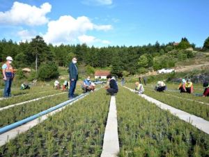 Hisarcık Orman Fidanlığında 700 bin fidan üretildi