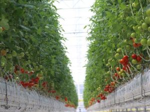 “Jeoterma kaynaklı tarımsal üretim 5 yıl içinde 5 kat artacak”