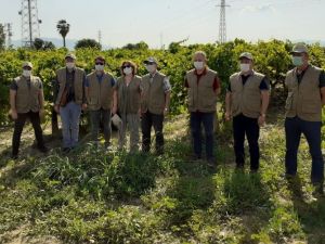 Üzüm ürününde sıcak hava zararı ile ilgili çalışmalara başlandı