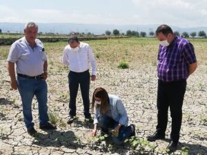 Aydın’da beyaz altının kuruması engellenecek