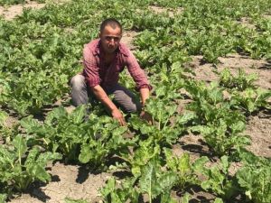 Altıntaş’ta 200 bin ton pancar rekoltesi bekleniyor