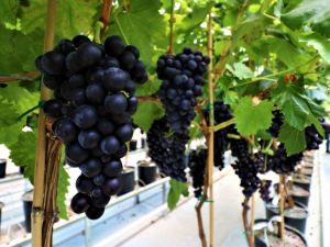 Serada üzüm yetiştirdiler, sezondan önce hasat edildi