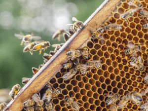 Dünya raflarından Türk çam balı damlıyor