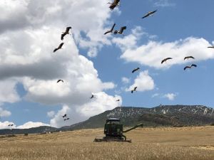 Nallıhan’da arpa hasadı başladı