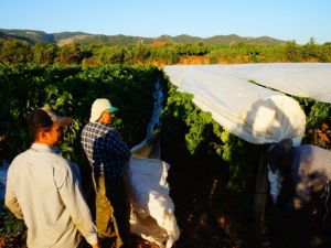 Sarıgöl Ovası beyaz gelinliğini erken giydi